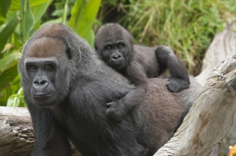 western-lowland-gorilla-baby-and-mama