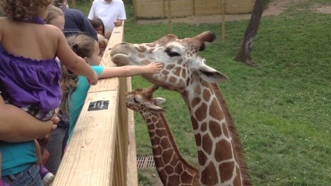 Giraffe_at_Elmwood_Park_Zoo_03