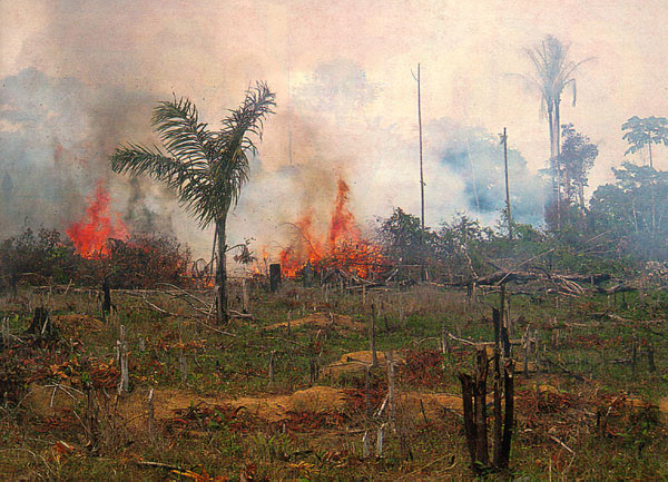 The Brazilian government is making a concerted effort to burn the Amazon.  This will have serious consequences for the rest of the world.